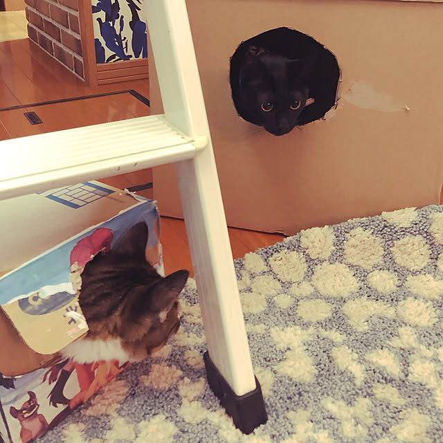 jijiさんの実例写真