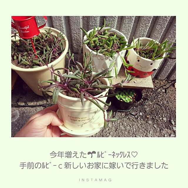 potetoさんの実例写真