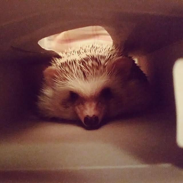 kuruさんの実例写真