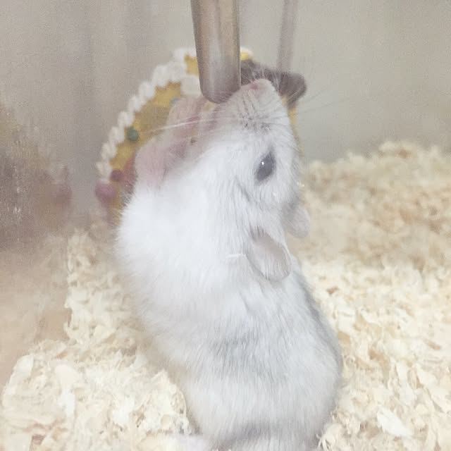 Minoriさんの実例写真
