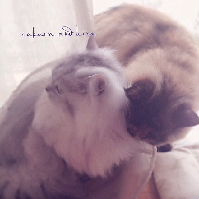yuikamさんの実例写真