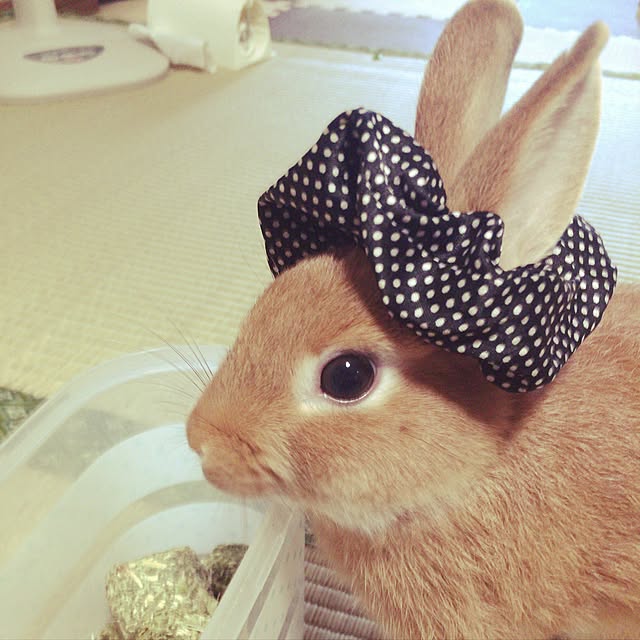 witch1783さんの実例写真
