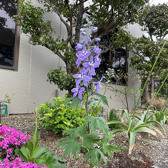 shin0719さんの実例写真