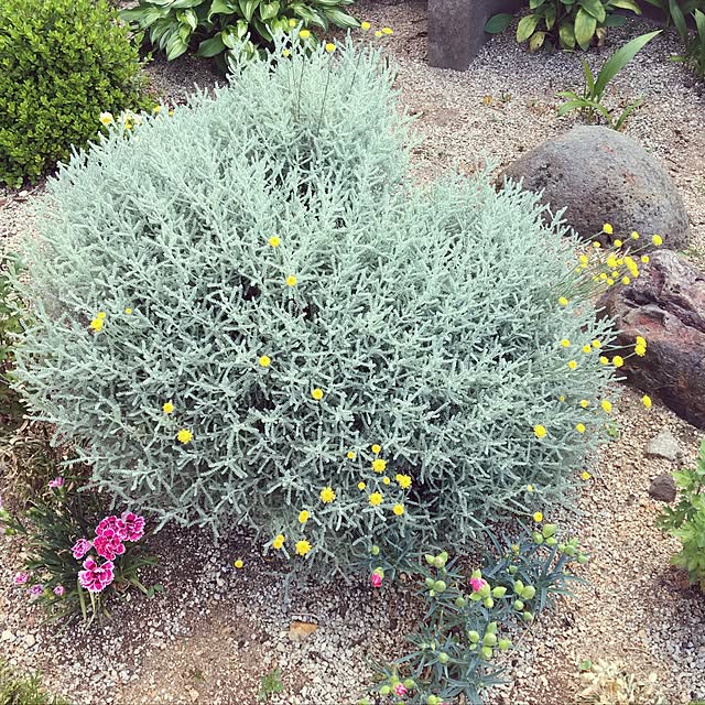 玄関/入り口/観葉植物/花のある生活/花壇 手作り/ナチュラル...などのインテリア実例 - 2017-06-12 06:39:24