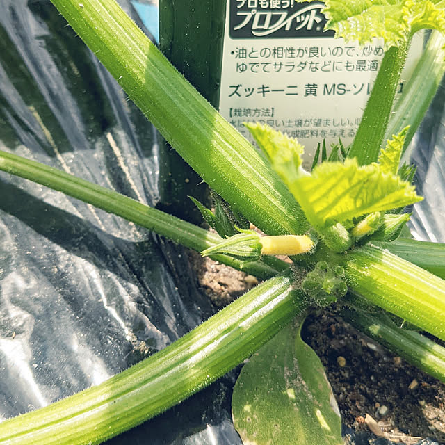 s_h_yさんの実例写真