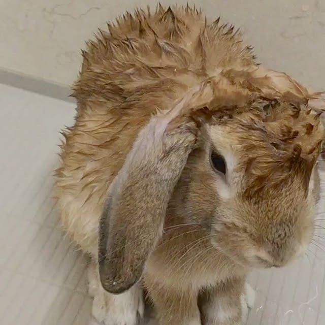 nonさんの実例写真