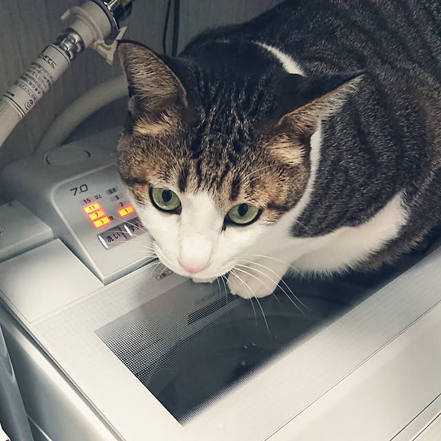 nachiさんの実例写真