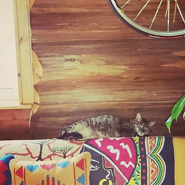 Ayumiさんの実例写真