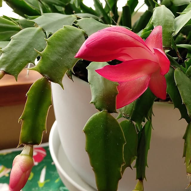 makayokoさんの部屋