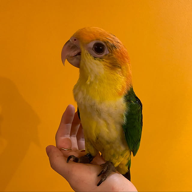 takenokoさんの実例写真