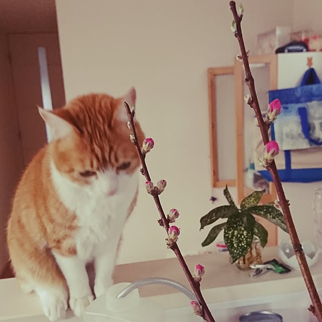 tomoさんの実例写真