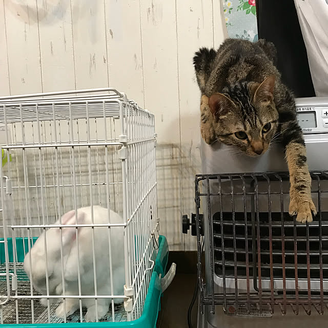 pepeさんの実例写真