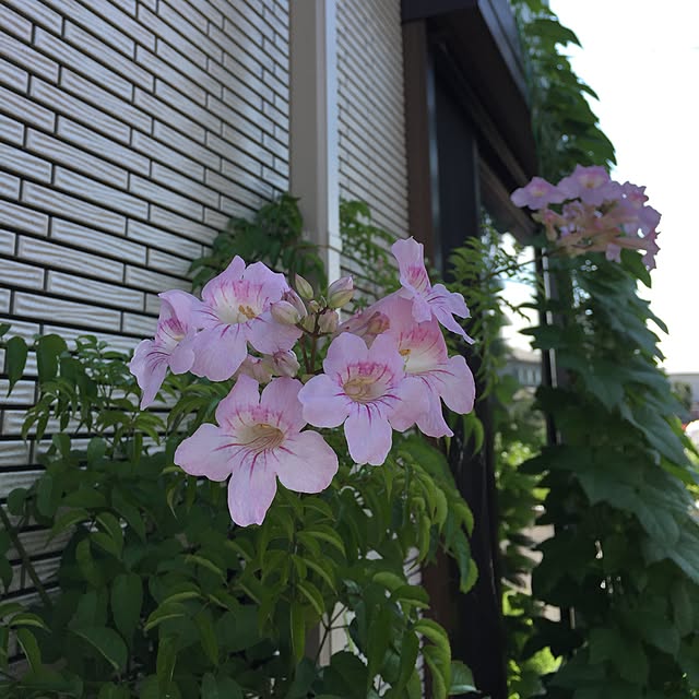 nonさんの実例写真