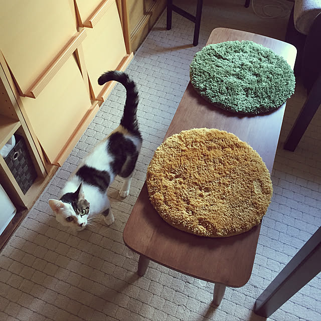 yocchiさんの実例写真