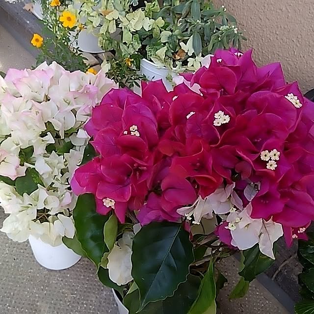 garden.numaさんの実例写真