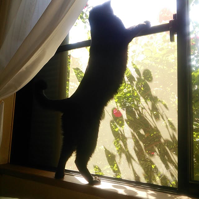 Tomopさんの実例写真