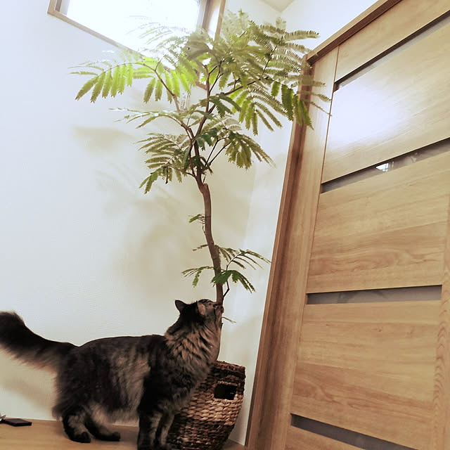 sayan_0321さんの実例写真