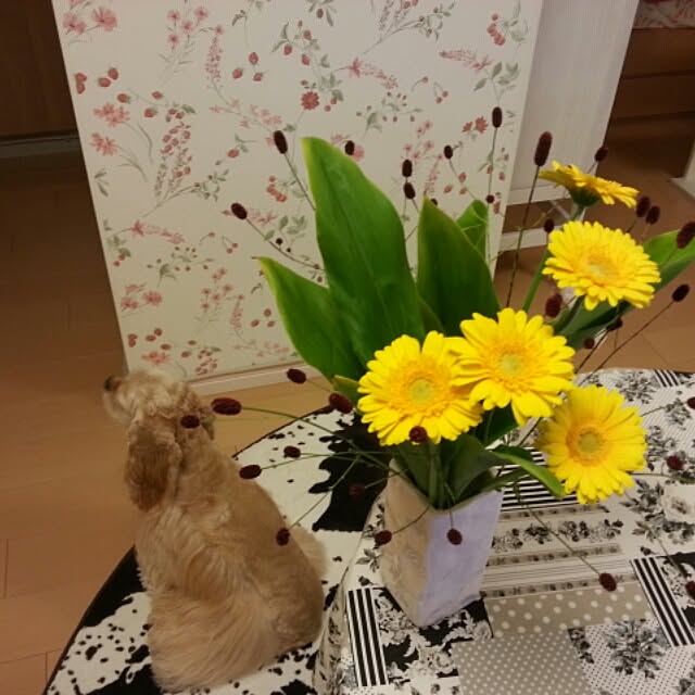 evetamaさんの実例写真