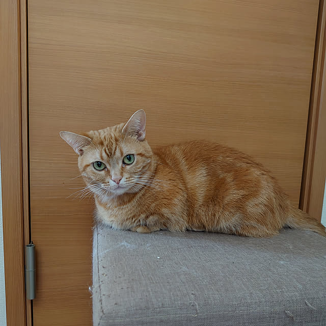 shinobuさんの実例写真