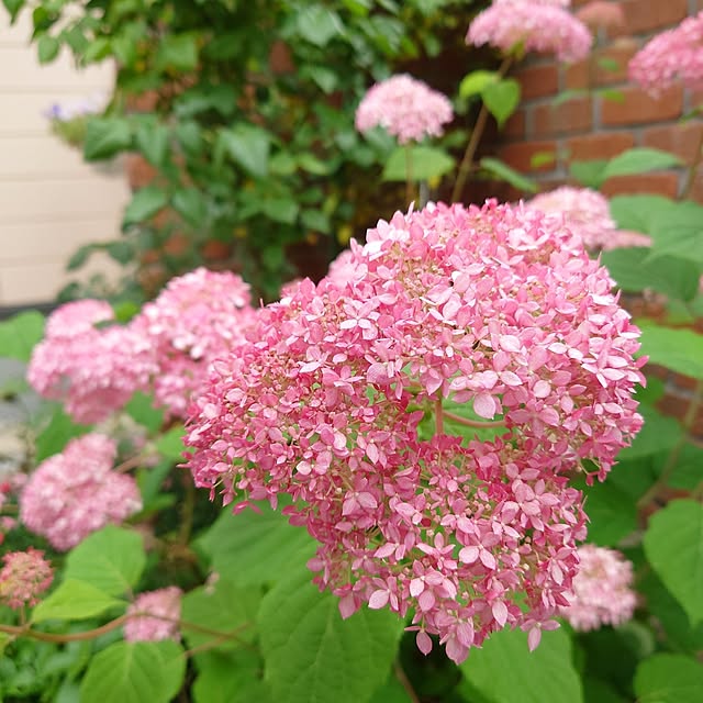 fleur-mamanさんの部屋