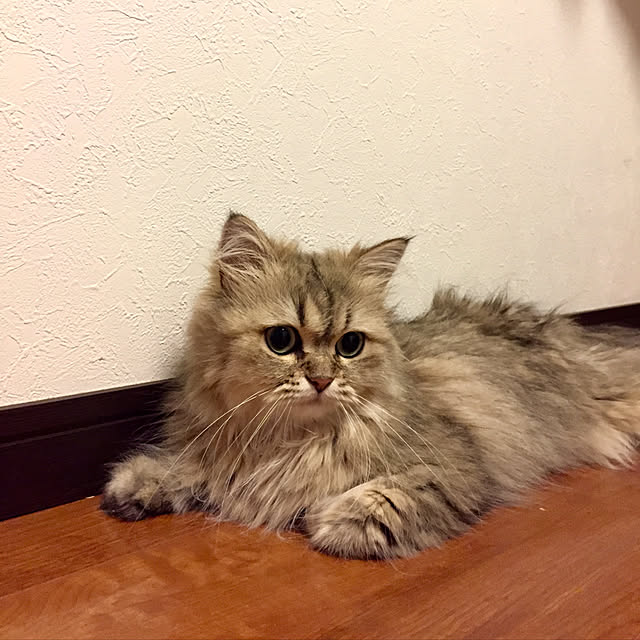 butachanさんの実例写真
