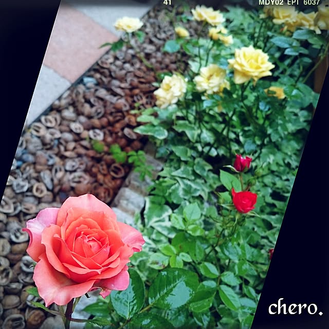 chero.さんの実例写真