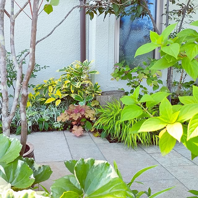 玄関/入り口/自分で植えた木と草花/玄関アプローチ/カラーリーフのインテリア実例 - 2024-06-22 16:59:58