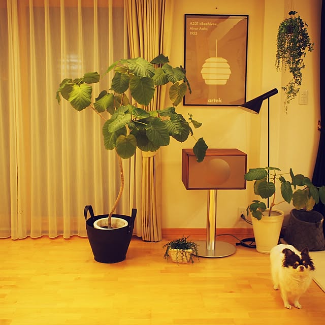 hana729さんの実例写真