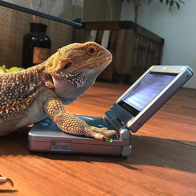 実例写真