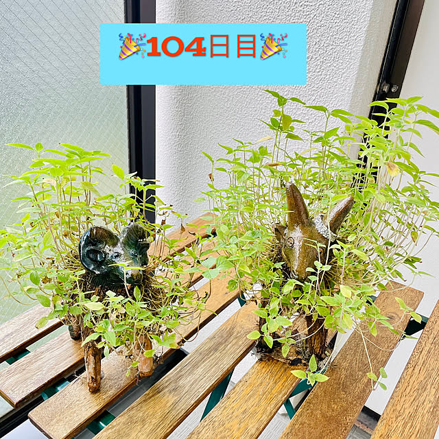 aureaさんの実例写真