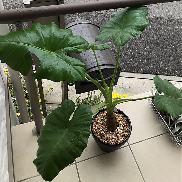 MIUさんの実例写真