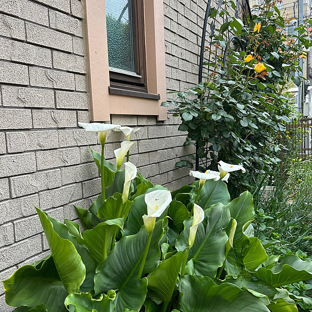 botanさんの実例写真