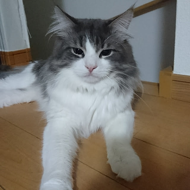 shinobuさんの実例写真