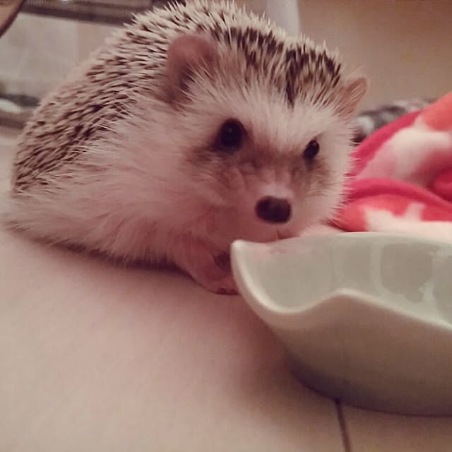 kuruさんの実例写真