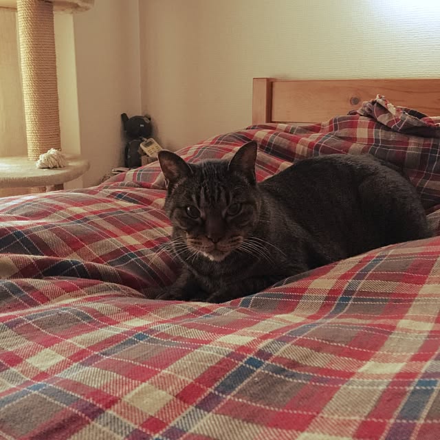 beansさんの実例写真