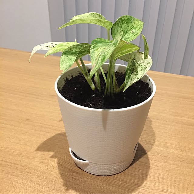 hanutaさんの実例写真