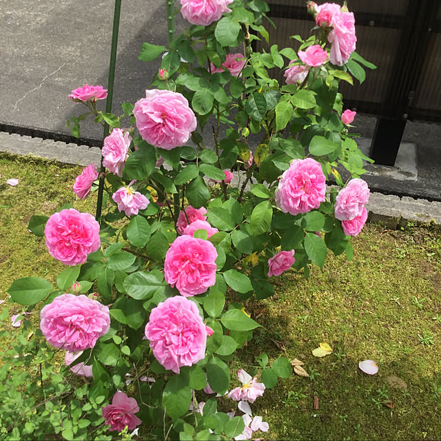 kakoさんの実例写真