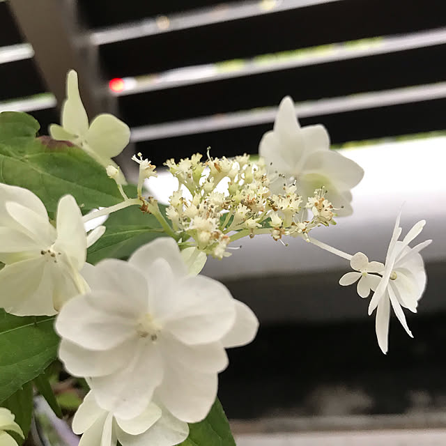 Lucyさんの実例写真