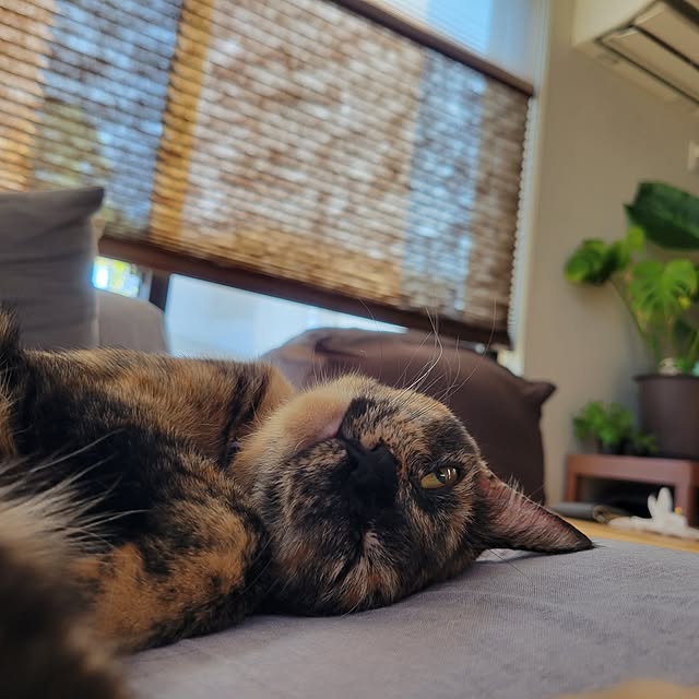 natuさんの実例写真