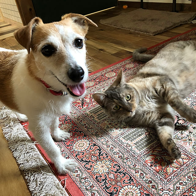 PU930さんの実例写真