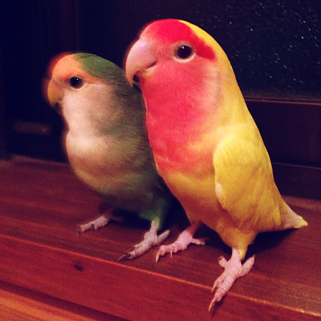 aoinokimiさんの実例写真