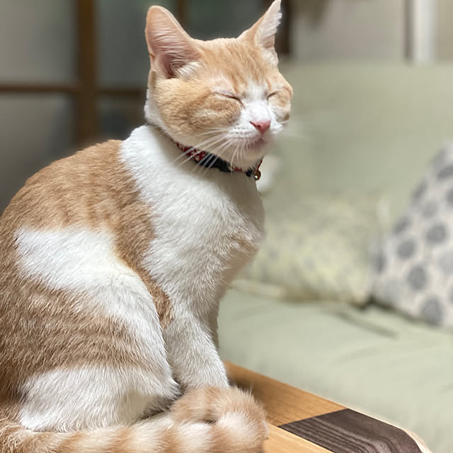 mintteaさんの実例写真