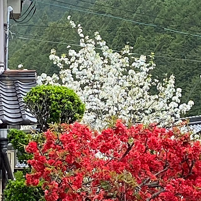 moriさんの実例写真
