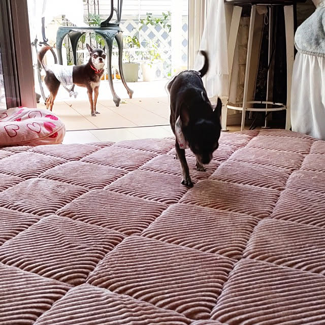 Bienvenueさんの実例写真