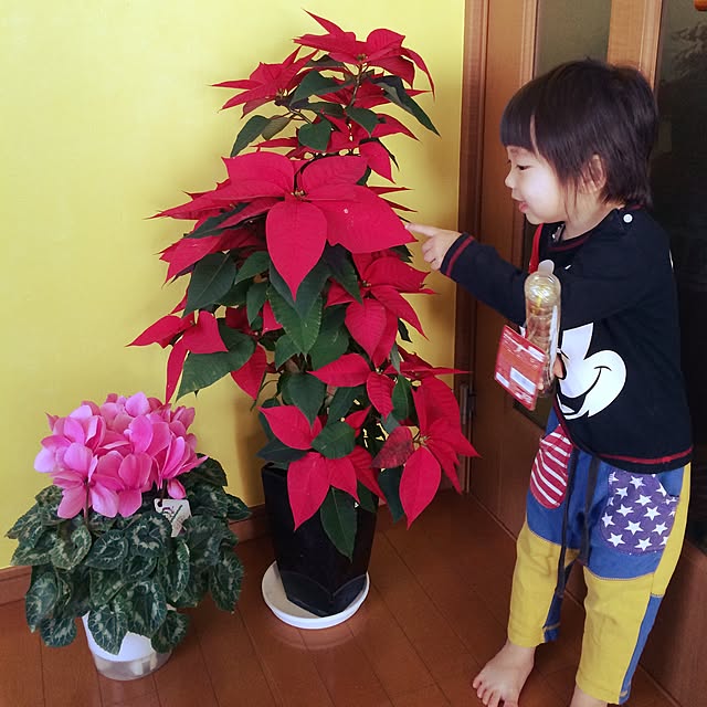 hanamojiさんの実例写真
