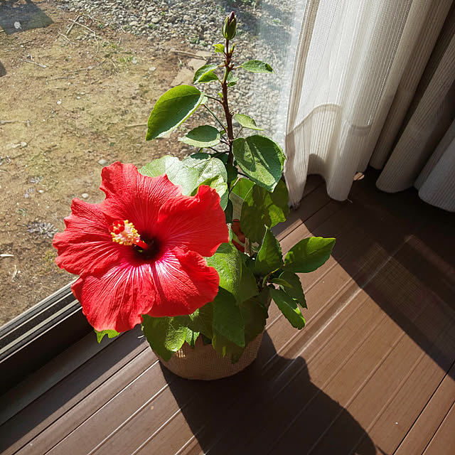 yumahaさんの実例写真
