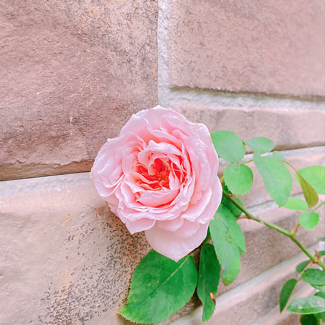 sophiaさんの実例写真