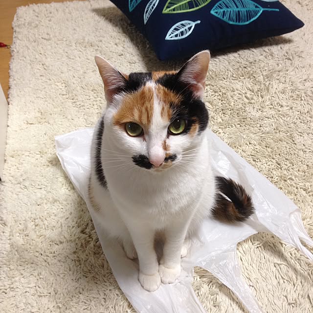 Kinanさんの実例写真