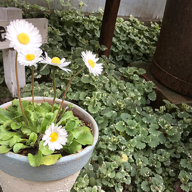 kokko3さんの実例写真