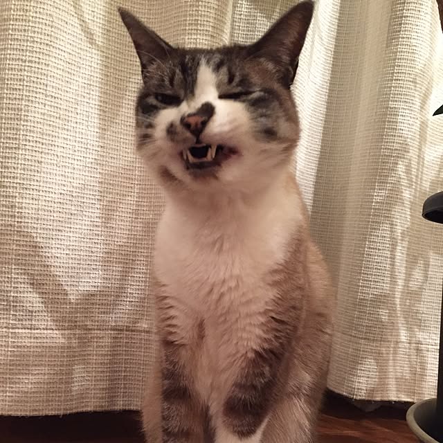 bowbowcoさんの実例写真